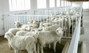 現(xiàn)代養(yǎng)殖場(chǎng)怎樣選擇二次供水設(shè)備?